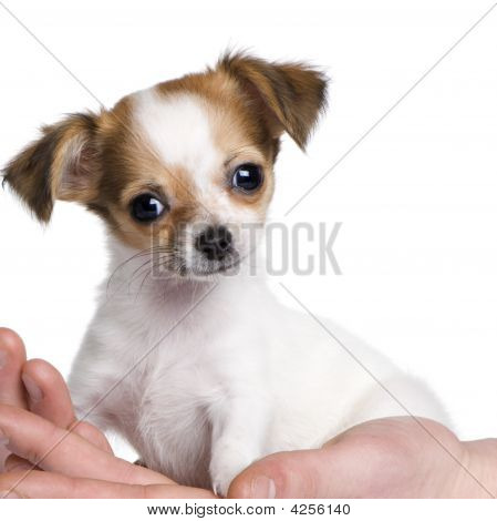 Chihuahua štěně a ruční (3 měsíce)