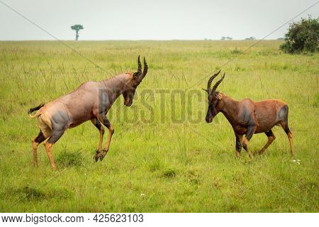 Two Male Topi Fighting In Long Grass