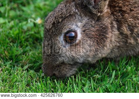 Rabbits Are Small Mammals In The Family Leporidae Of The Order Lagomorpha. Oryctolagus Cuniculus Inc