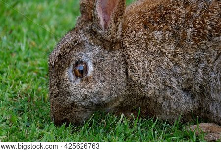 Rabbits Are Small Mammals In The Family Leporidae Of The Order Lagomorpha. Oryctolagus Cuniculus Inc