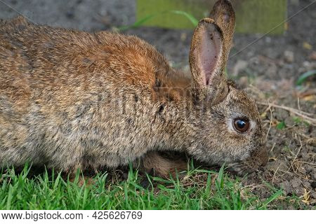 Rabbits Are Small Mammals In The Family Leporidae Of The Order Lagomorpha. Oryctolagus Cuniculus Inc