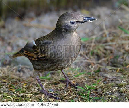 The Common Starling Or European Starling, Also Known Simply As The Starling In Great Britain And Ire