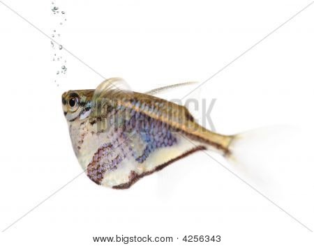Közös Hatchetfish - Gasteropelecus Sternicla