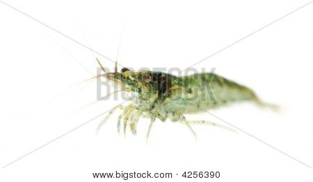 Cherry garnéla - Neocaridina Heteropoda