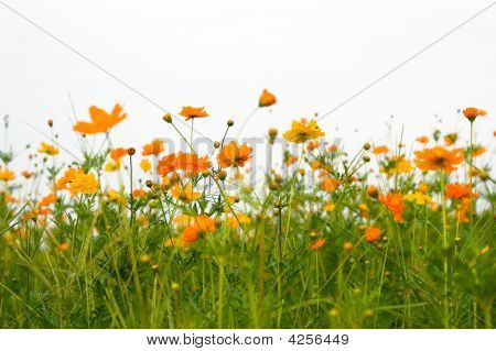 Orange blomster