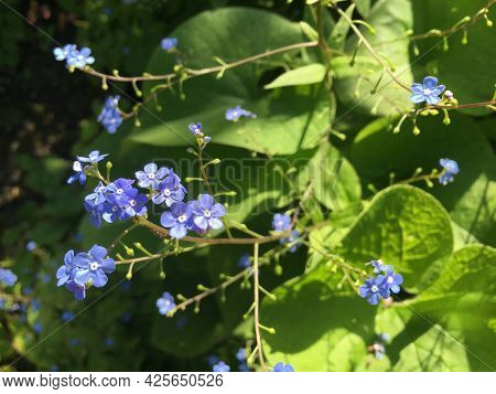 Flowers And Botanical Details At Feldli Cemetery In Saint Gallen (blumen Und Botanische Details Auf 