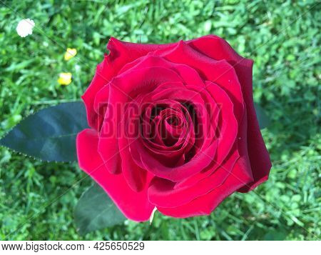 Flowers And Botanical Details At Feldli Cemetery In Saint Gallen (blumen Und Botanische Details Auf 