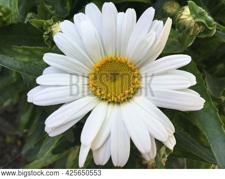 Flowers And Botanical Details At Feldli Cemetery In Saint Gallen (blumen Und Botanische Details Auf 