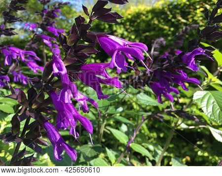 Flowers And Botanical Details At Feldli Cemetery In Saint Gallen (blumen Und Botanische Details Auf 
