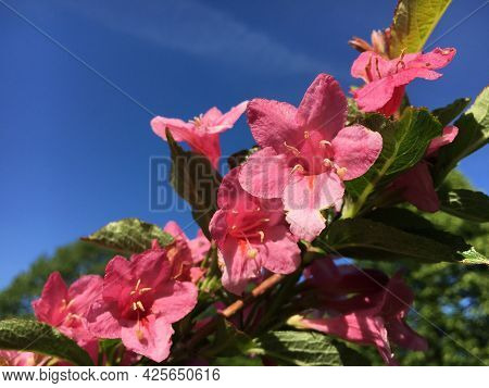 Flowers And Botanical Details At Feldli Cemetery In Saint Gallen (blumen Und Botanische Details Auf 