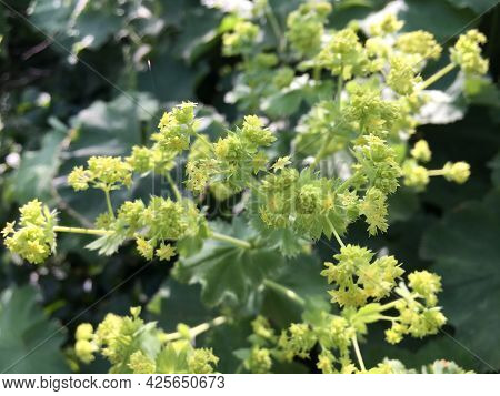 Flowers And Botanical Details At Feldli Cemetery In Saint Gallen (blumen Und Botanische Details Auf 