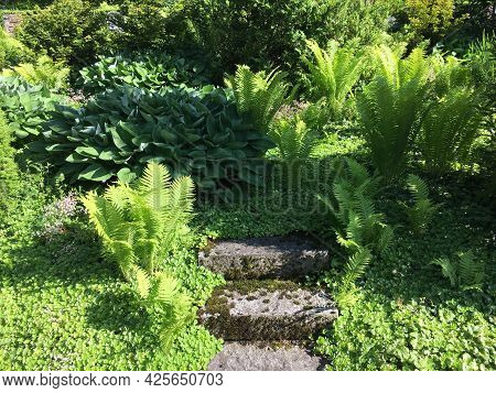 Flowers And Botanical Details At Feldli Cemetery In Saint Gallen (blumen Und Botanische Details Auf 