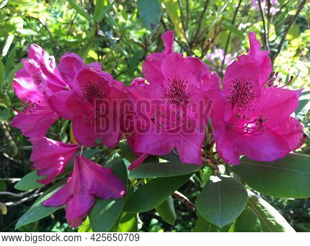 Flowers And Botanical Details At Feldli Cemetery In Saint Gallen (blumen Und Botanische Details Auf 