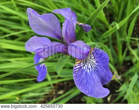 Flowers And Botanical Details At Feldli Cemetery In Saint Gallen (blumen Und Botanische Details Auf 