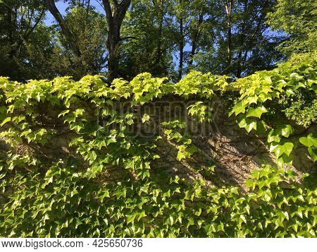 Flowers And Botanical Details At Feldli Cemetery In Saint Gallen (blumen Und Botanische Details Auf 