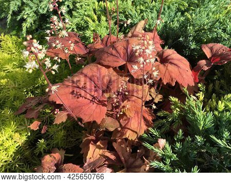 Flowers And Botanical Details At Feldli Cemetery In Saint Gallen (blumen Und Botanische Details Auf 