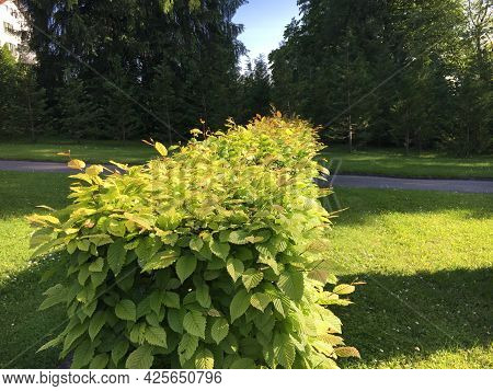 Flowers And Botanical Details At Feldli Cemetery In Saint Gallen (blumen Und Botanische Details Auf 