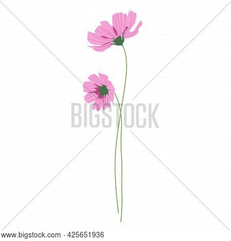 Two Pink Cosmos Flowers With Long Stems, Summer Bouquet Of Flowers. Hand-drawn Vector, Flat Style. B