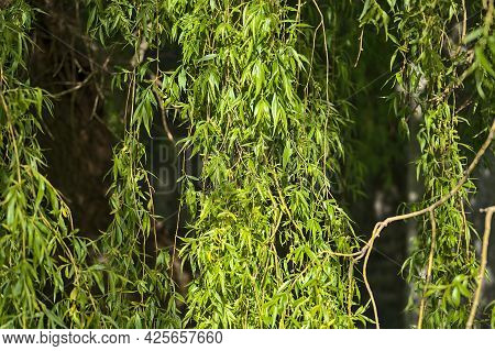 Beautiful Closeup Warm View Of Spring Willow (salix) Tree Leaves Representing Hope, Belonging, Safet