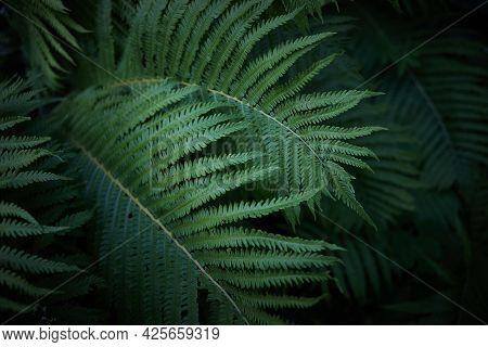 Beautiful Background Of Ferns Leaves. Green Fern Tree Growing In Summer. Midsummer Day Background