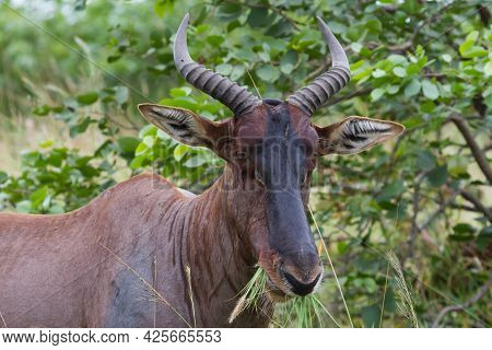 Tsessebe (damaliscus Lunatus Lunatus) Antelope Closeup Eating Grass In Kruger National Park, South A