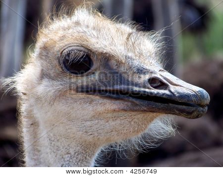 Ostrich Close