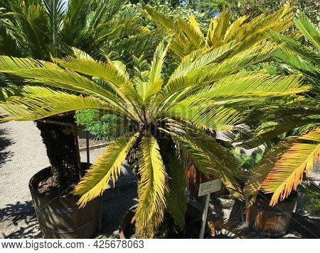 Picturesque Flowers And Exotic Plants In Botanical Garden Saint Gall (malerische Blumen Und Exotisch