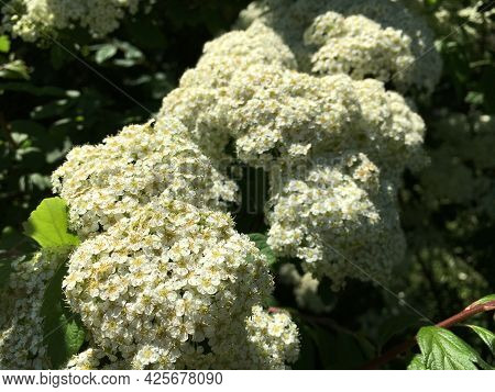 Picturesque Flowers And Exotic Plants In Botanical Garden Saint Gall (malerische Blumen Und Exotisch