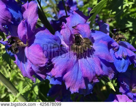 Picturesque Flowers And Exotic Plants In Botanical Garden Saint Gall (malerische Blumen Und Exotisch