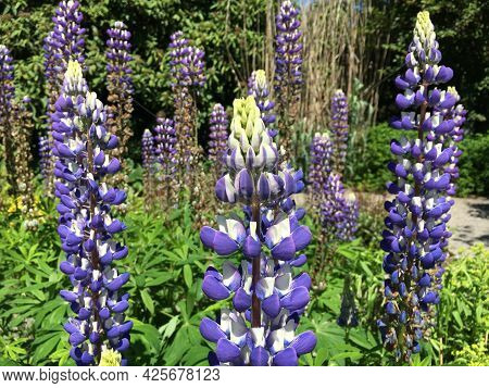 Picturesque Flowers And Exotic Plants In Botanical Garden Saint Gall (malerische Blumen Und Exotisch