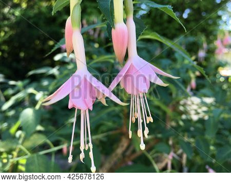 Picturesque Flowers And Exotic Plants In Botanical Garden Saint Gall (malerische Blumen Und Exotisch
