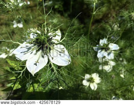 Picturesque Flowers And Exotic Plants In Botanical Garden Saint Gall (malerische Blumen Und Exotisch