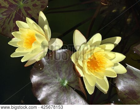 Picturesque Flowers And Exotic Plants In Botanical Garden Saint Gall (malerische Blumen Und Exotisch