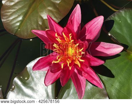 Picturesque Flowers And Exotic Plants In Botanical Garden Saint Gall (malerische Blumen Und Exotisch