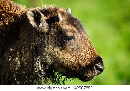 Bison Kalb