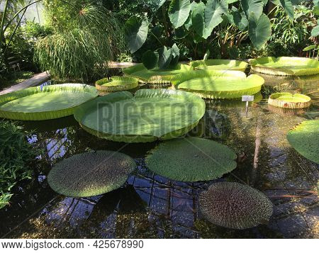 Flowers And Plants In Greenhouses Or In A Tropical House In Botanical Garden Saint Gall (blumen Und 