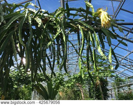 Flowers And Plants In Greenhouses Or In A Tropical House In Botanical Garden Saint Gall (blumen Und 