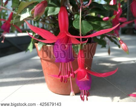 Flowers And Plants In Greenhouses Or In A Tropical House In Botanical Garden Saint Gall (blumen Und 