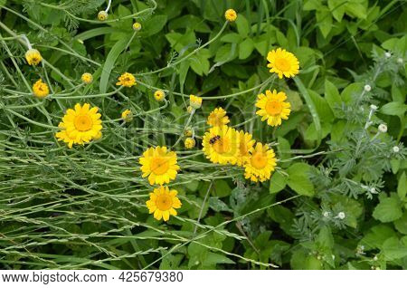 Yellow Flowers Of Cota Tinctoria Plants.golden Marguerite (anthemis Tinctoria) In Meadow