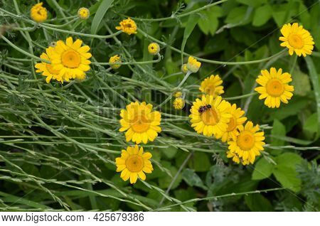 Yellow Flowers Of Cota Tinctoria Plants.golden Marguerite (anthemis Tinctoria) In Meadow