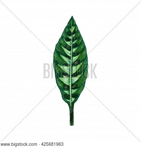 Calathea Warscewiczii Green Fresh Leaf. Vintage Vector Hatching Color Hand Drawn Illustration Isolat