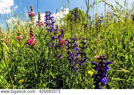 2021 06 13 Lessini Flowering Spring 6