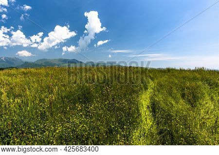 2021 06 13 Lessini Flowering Spring 7