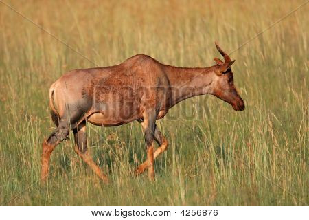 Tsessebe antilope