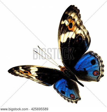 Beautiful Flying Blue Butterfly, The Blue Pansy (junonia Orithya) Isolated On White Background