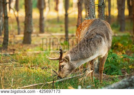 Belarus. Fallow Deer Or Dama Dama Grazes In Autumn Forest.
