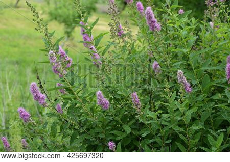Blossom Of Hardhack (spiraea Douglasii Or Spiraea Salicifolia) Or Steeplebush, Douglas' Spirea, Doug
