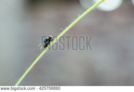Common Green Bottle Fly Resting On A Branch