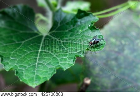 Common Bottle Fly Sitting On A Green Leaf