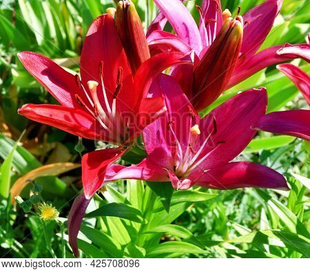 Lily Garden (latin. Lilium) – Genus Of Plants Of The Lilein Family (liliaceae)
